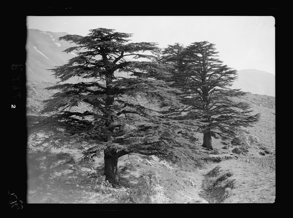 cedar bw Mireille Raad Blog